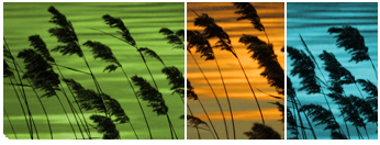 Nature Theme About Photograph