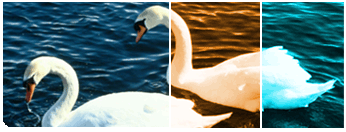 Nature Theme Couples Therapy Photograph